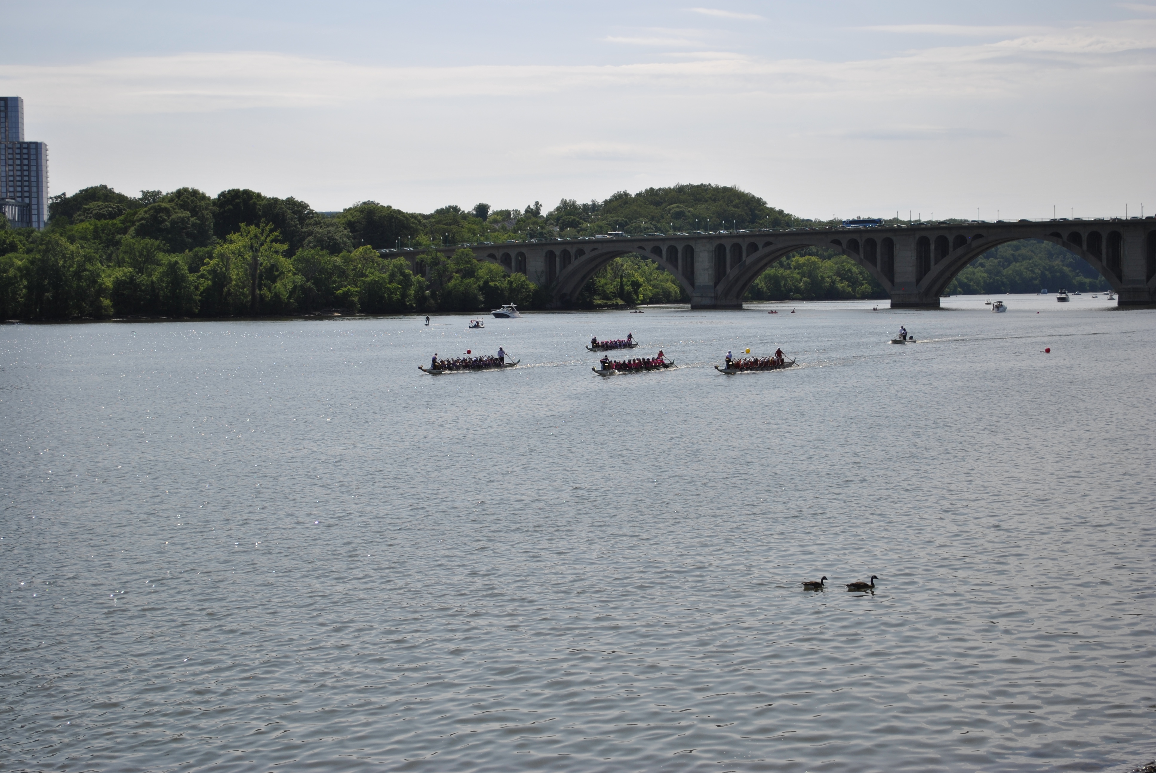 DC Dragon Boat Festival at Georgetown Waterfront Park